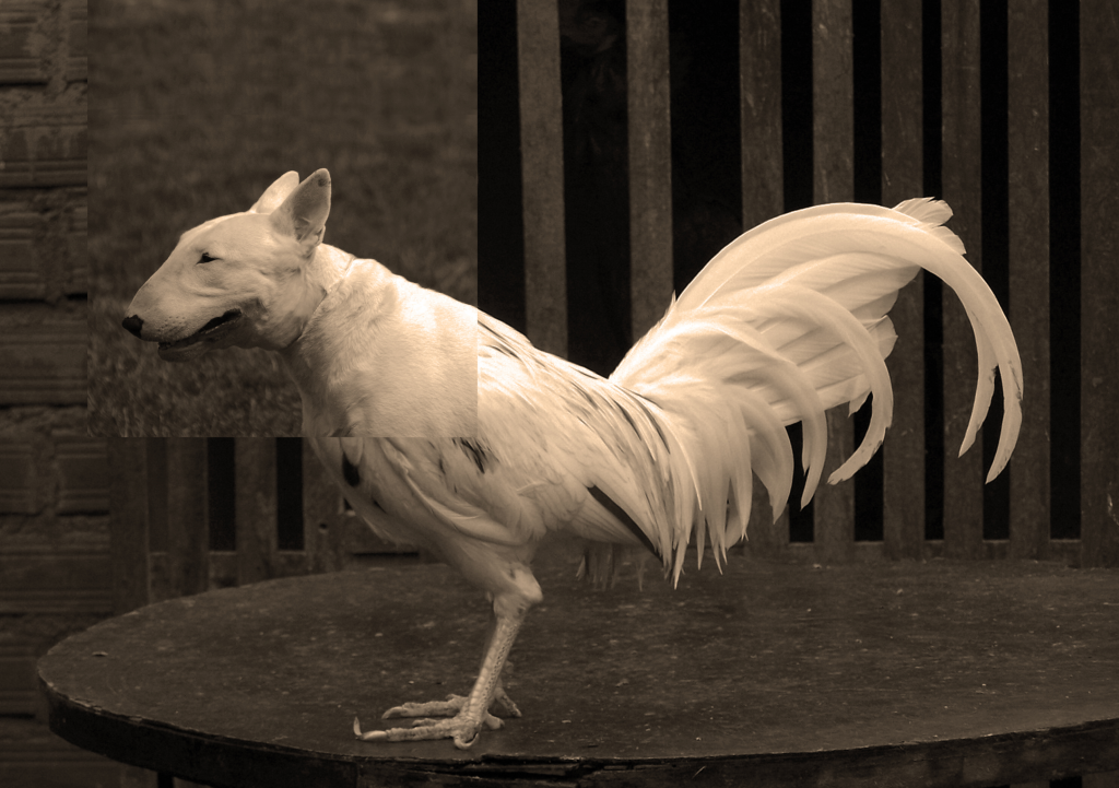 Miguel Ángel Fúnez. Geneticallymodified, 2011