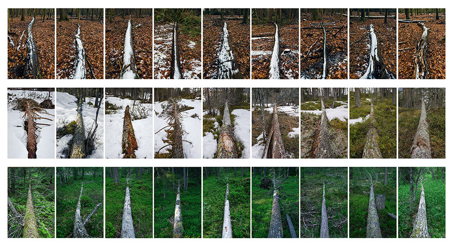 Héctor Hernández Rosas. Fallen trees. When trees speak