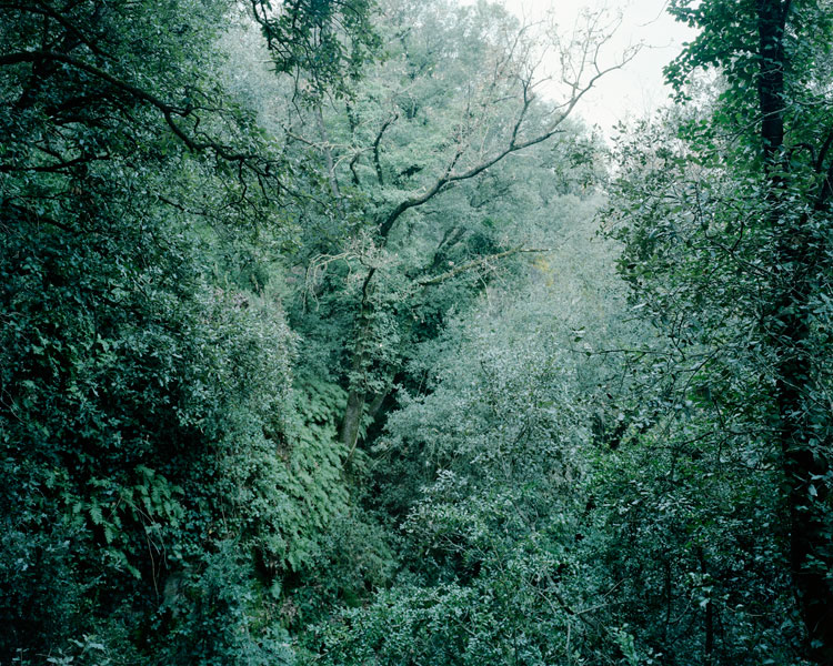 Fernando Maselli. Bosque de Savassona, 2012