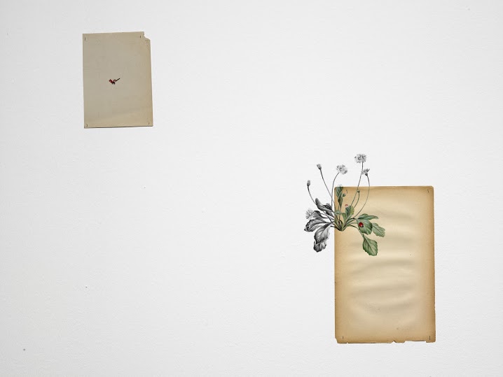 Tamara Feijoo. Naturalezas invasoras, 2013