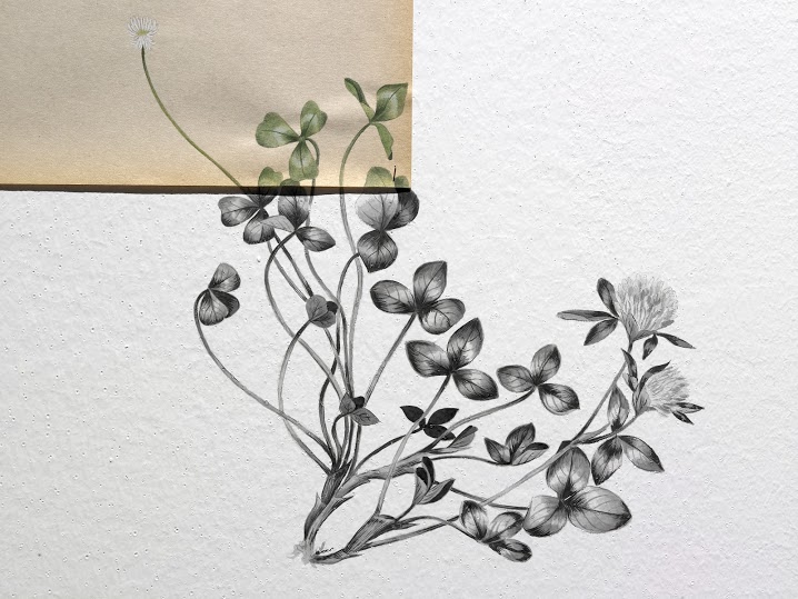 Tamara Feijoo. Naturalezas invasoras, 2013