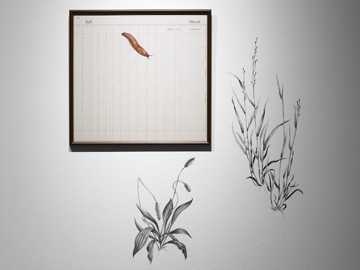 Tamara Feijoo. Naturalezas invasoras, 2013
