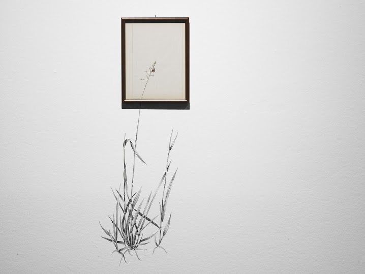 Tamara Feijoo. Naturalezas invasoras, 2013