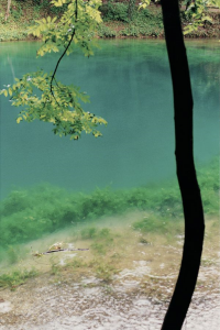 Wolfgang Tillmans. Blautopf, Baum, 2001