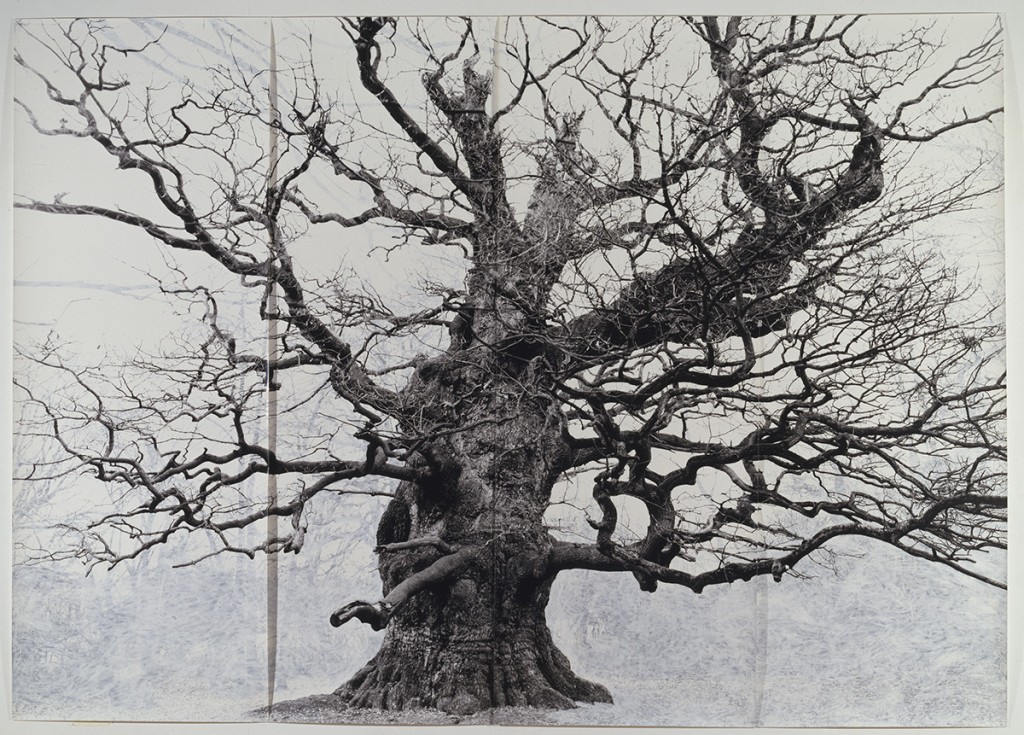 Tacita Dean. Majesty, 2006