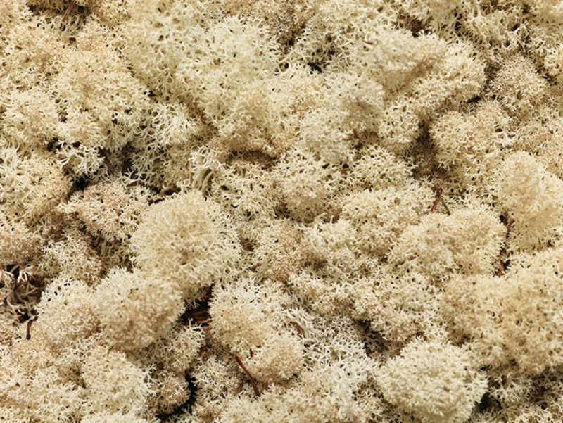 Olafur Eliasson. Moss Wall (detalle)