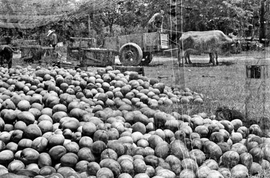 Elliott Erwitt en el Pabellón Villanueva. Real Jardín Botánico-CSIC