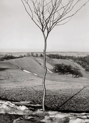 Albert Renger-Patzsch. El arbolito, 1928
