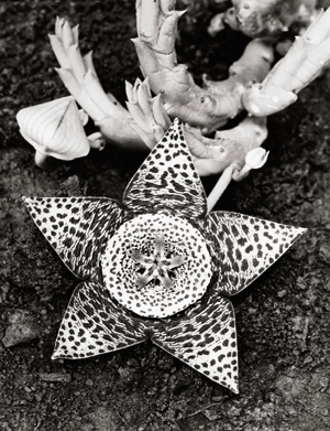 Albert Renger-Patzsch. Stapelia variegata, Asclepiadaceae, 1923. VEGAP, Madrid 2017