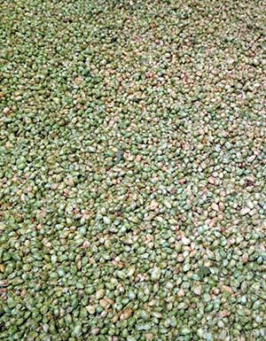 MUSAC herman de vries. humulus lupulus (de carrizo de la ribera, león)