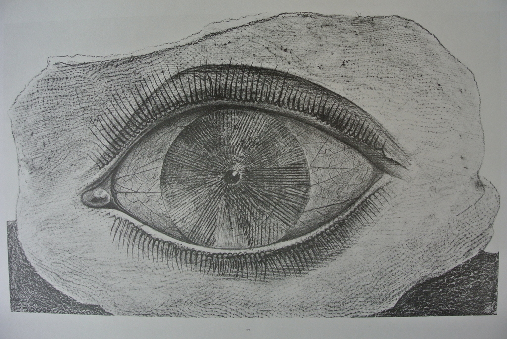 Max Ernst. The Wheel of Light. Historia natural, 1926