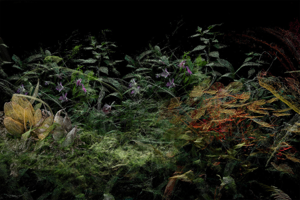 Cristóbal Ascencio. Las flores mueren dos veces. Jardín III, 2021-2024