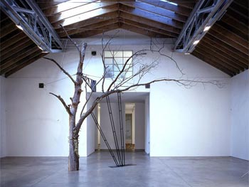 Zoe Leonard Tree, 1997 Vista de la instalación en Paula Cooper Gallery, Nueva York