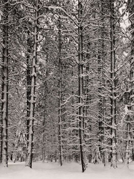 Ansel Adams, Pine Forest in Snow, Yosemite National Park, hacia 1932. The Lane Collection. © The Ansel Adams Publishing Rights Trust