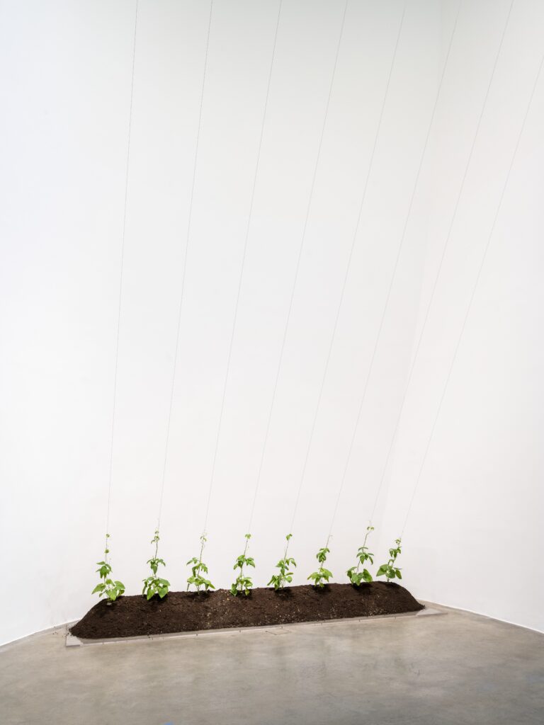 Hans Haacke. Crecimiento dirigido (Directed Growth), 1970-1972. Cortesía del artista y Paula Cooper Gallery, Nueva York © Hans Haacke, VEGAP, Bilbao, 2025