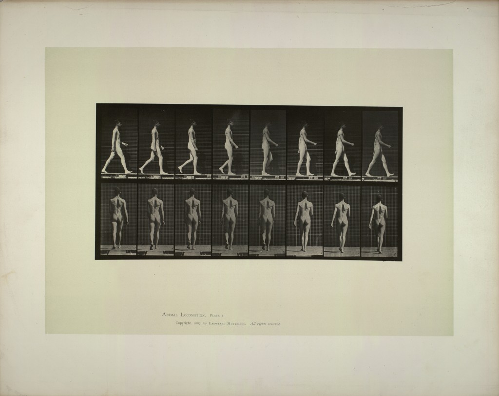 Eadweard Muybridge. Animal locomotion: males (pelvis cloth).Pl. n°9: walking, 1887 © Collection La Cinémathèque française