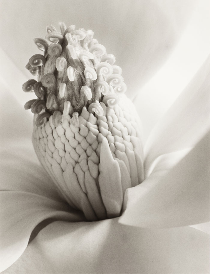 Imogen Cunningham. Magnolia Blossom, Tower of Jewels, hacia 1920. Colección Per Amor a l´ Art