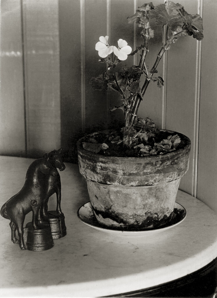 Consuelo Kanaga. House Plant, 1930. Brooklyn Museum, donación de Wallace B. Putnam del State of Consuelo Kanaga