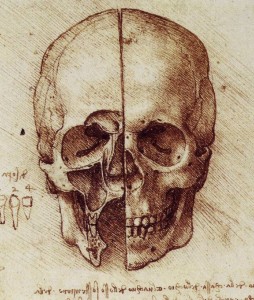 Leonardo da Vinci. Cráneo. Sección sagital frontal, 1489
