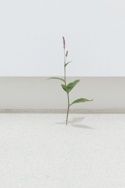 Suda Yoshiro. Persicaria. Polygonum persicaria, 2017