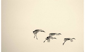 Masao Yamamoto. Small things in silence