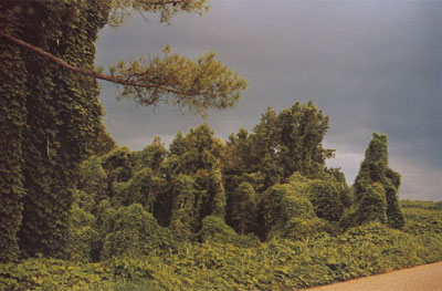 William Christenberry. Kudzu with Storm Cloud, near Akron, Alabama, 1981 © William Christenberry. Cortesía de Pace/MacGill Gallery, New York