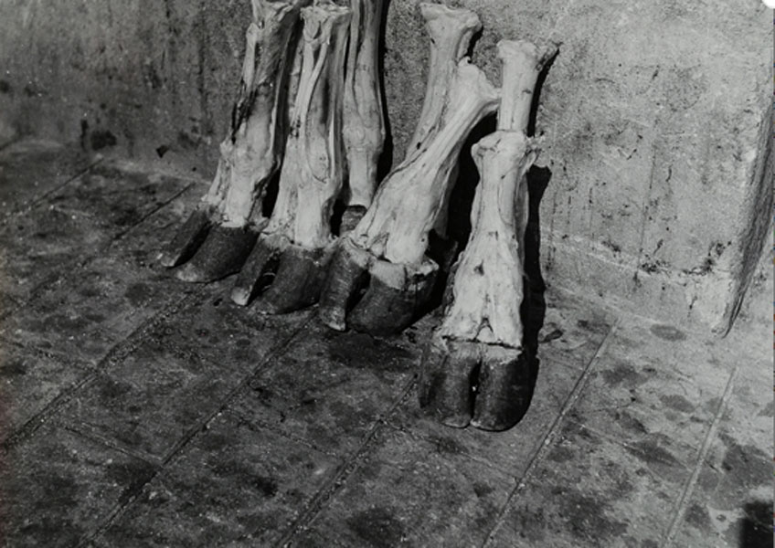 Madame d´Ora. Severed cow’s legs in a Parisian abattoir, hacia 1954-1957