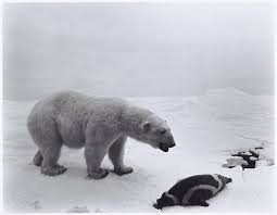 Hiroshi Sugimoto. Polar Bear, 1976