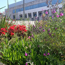 ¿Qué podemos aprender de las plantas? Artium Museoa