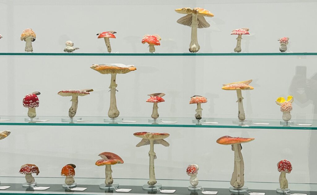 La seta cósmica. Taller creativo en torno a Carsten Höller en el Museo Helga de Alvear