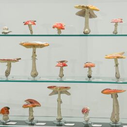 La seta cósmica. Taller creativo en torno a Carsten Höller en el Museo Helga de Alvear