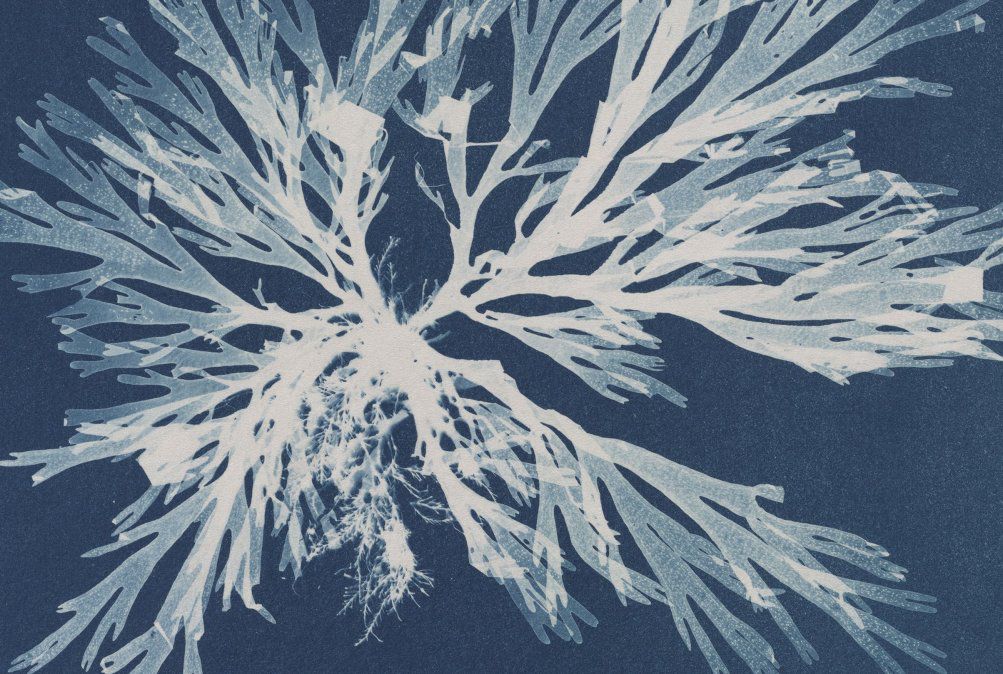 Anna Atkins. Photographs of British Algae: Cyanotype Impressions