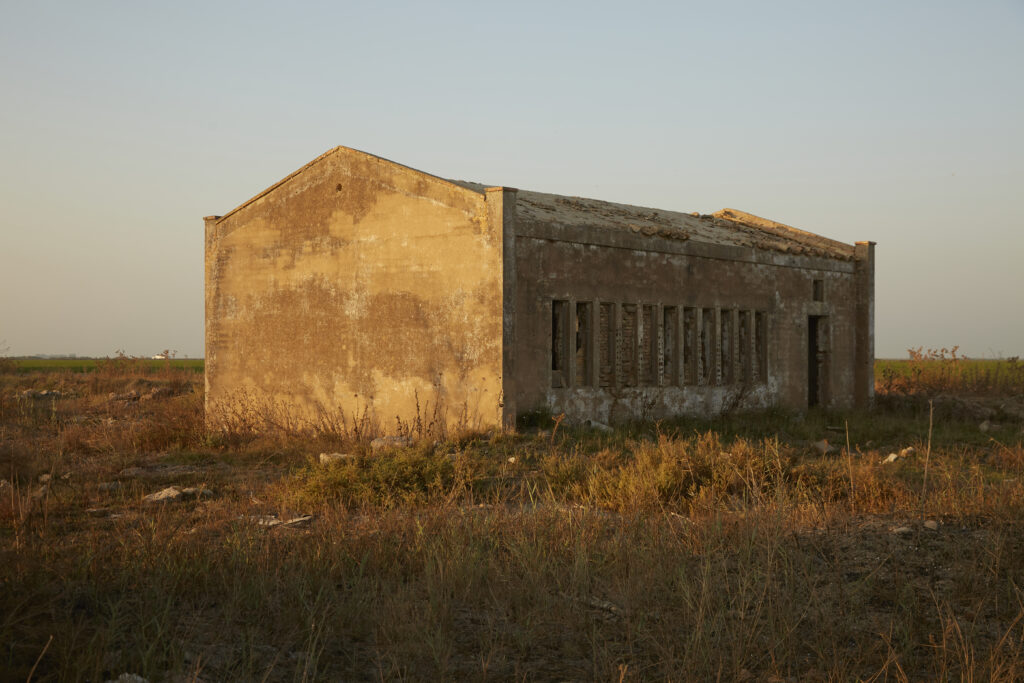 Alicia Palacios-Ferri