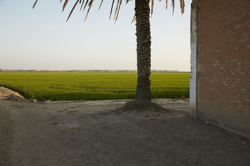 Alicia Palacios-Ferri