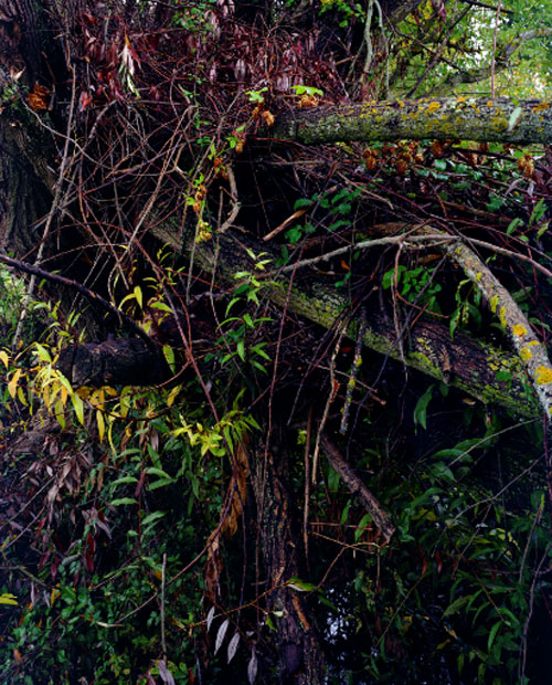 Juan Baraja. Cerezales, 2017