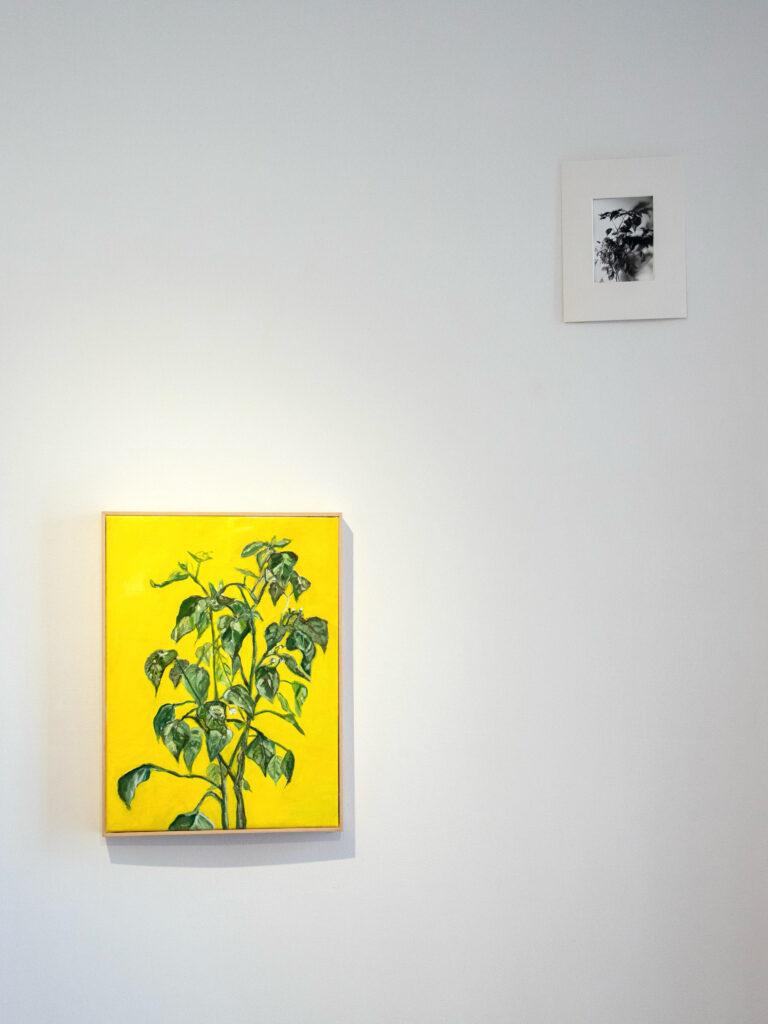 Natalia Pilo Pais. Paseo-Lab, Proyecto joven de la galería del paseo; exhibición individual y lectura performática del libro de artista: "Diario de una planta de ají amarillo" (agosto 2025), Lima, Perú