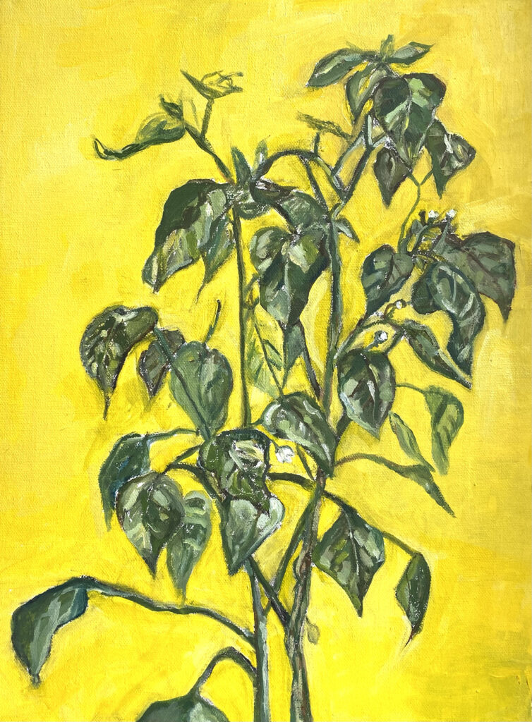 Natalia Pilo Pais. Retrato de Mi planta de ají amarillo , 2024