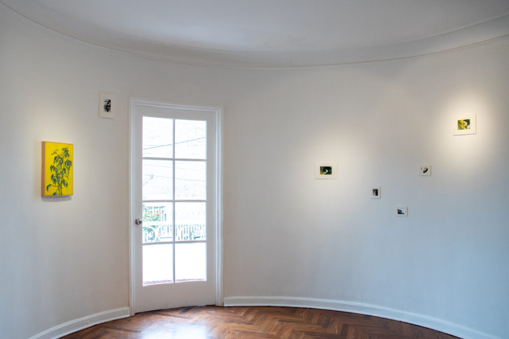 Natalia Pilo Pais. Paseo-Lab, Proyecto joven de la galería del paseo; exhibición individual y lectura performática del libro de artista: "Diario de una planta de ají amarillo" (agosto 2025), Lima, Perú