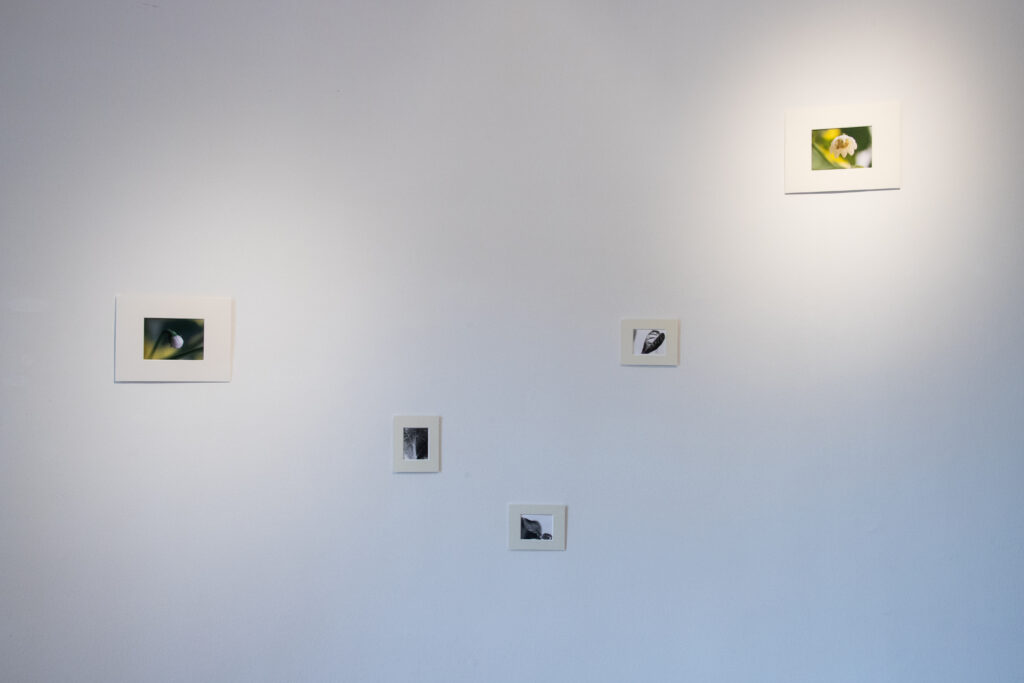 Natalia Pilo Pais. Paseo-Lab, Proyecto joven de la galería del paseo; exhibición individual y lectura performática del libro de artista: "Diario de una planta de ají amarillo" (agosto 2025), Lima, Perú