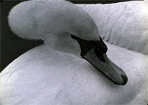Alia Syed. Swan, 1989
