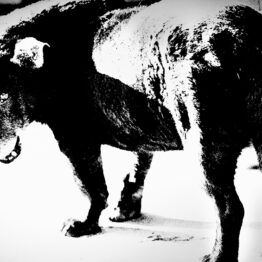 Audio: Stray Dog, Misawa (Daido Moriyama)