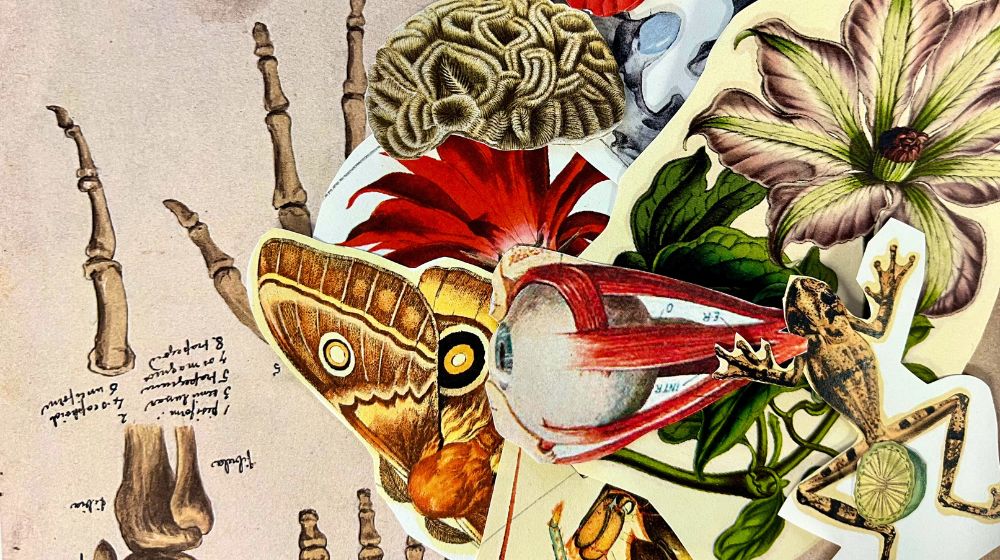 Un jardín para Rodoreda. CCCB