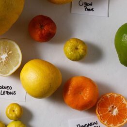 The Citrus Project. Galería Elba Benítez