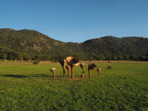 Lucía Loren. Hongos, 2023. © Javier Pérez Plá