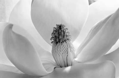 Imogen Cunningham. Magnolia Blossom [Flor de Magnolia], 1925. The Imogen Cunningham Trust, Lopez Island, Washington ©Imogen Cunningham Trust
