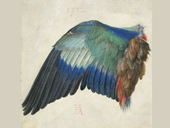 Alberto Durero Ala de una carraca, 1500-1512 Viena, Albertina Museum