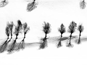Abbas. Kiaromstami. Trees in snow, 2004