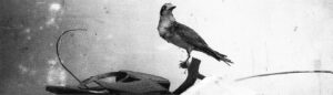 Manuel Franquelo. Naturaleza muerta con pájaro, 2003. Cortesía del artista © Manuel Franquelo, VEGAP, Málaga, 2026