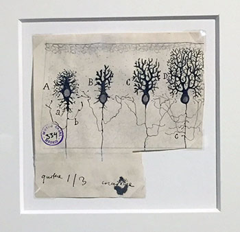 Santiago Ramón y Cajal. Fases de la sucesiva complicación del ramaje de la célula de Purkinje, 1923