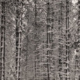 Ansel Adams, Pine Forest in Snow, Yosemite National Park, hacia 1932. The Lane Collection. © The Ansel Adams Publishing Rights Trust